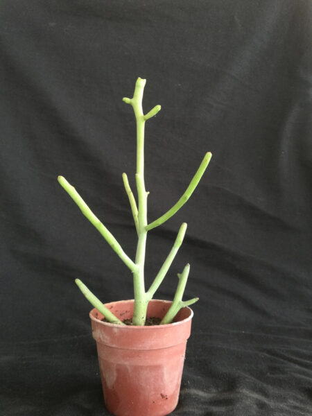Euphorbia fierensis