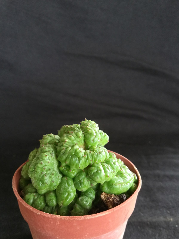 Euphorbia enopla mostruosa