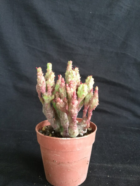 Euphorbia corallina