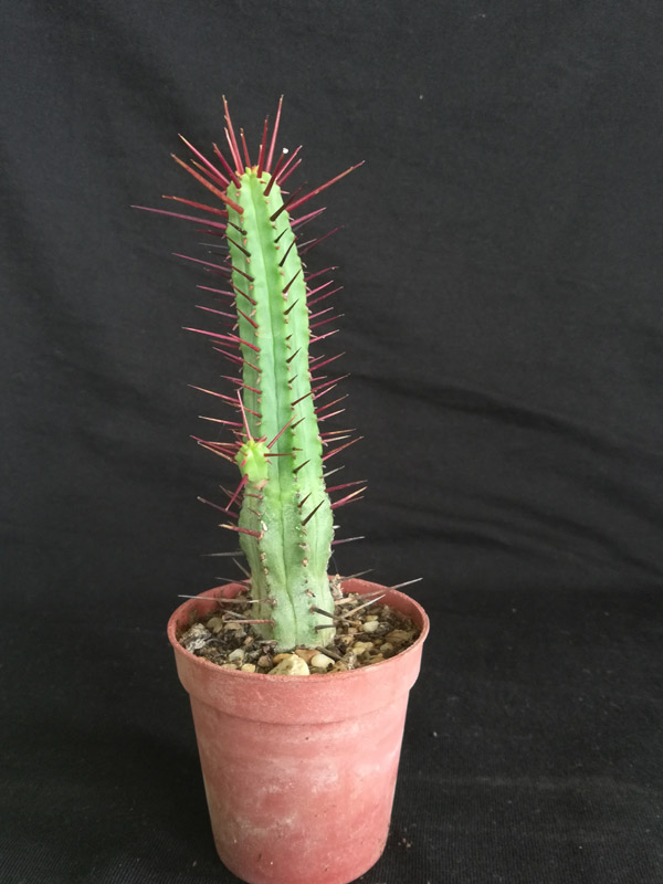 Euphorbia enopla