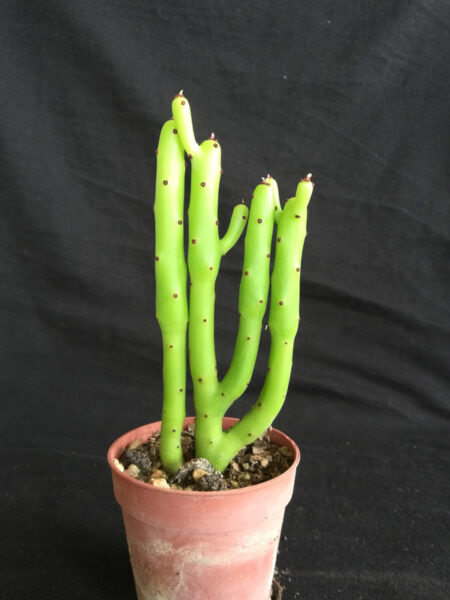 Euphorbia leucodendron