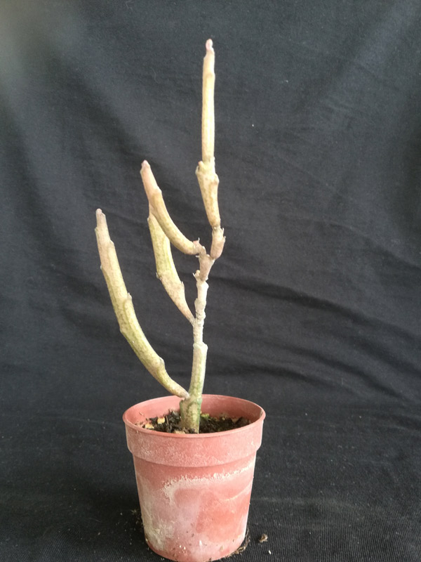 Euphorbia platiclada