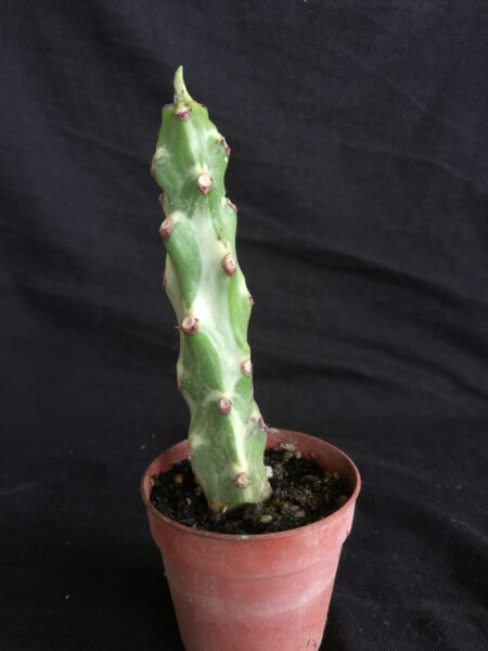 Euphorbia nivulia