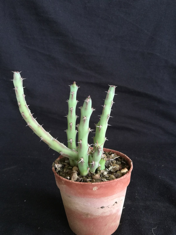 Euphorbia septentionalis
