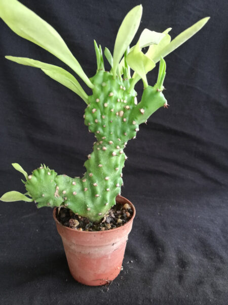 Euphorbia nerifolia crestata