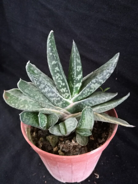 Gasteria Brachyphylla cv. white steaks